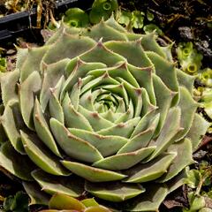 Netřesk 'Feldmaier' - Sempervivum 'Feldmaier'