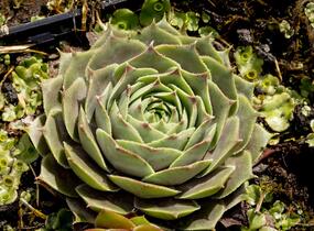 Netřesk 'Feldmaier' - Sempervivum 'Feldmaier'