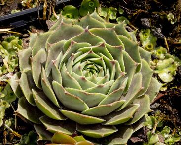 Netřesk 'Feldmaier'