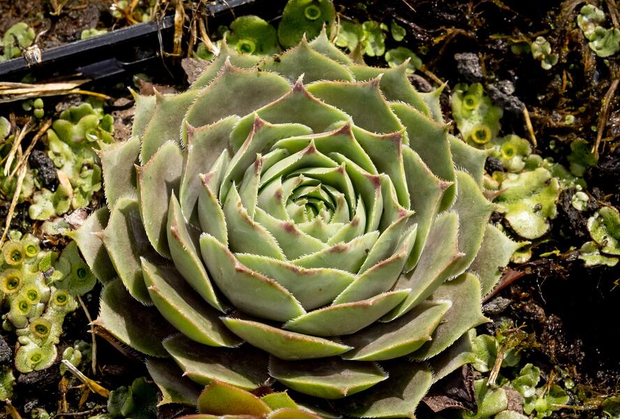 Netřesk 'Feldmaier' - Sempervivum 'Feldmaier'
