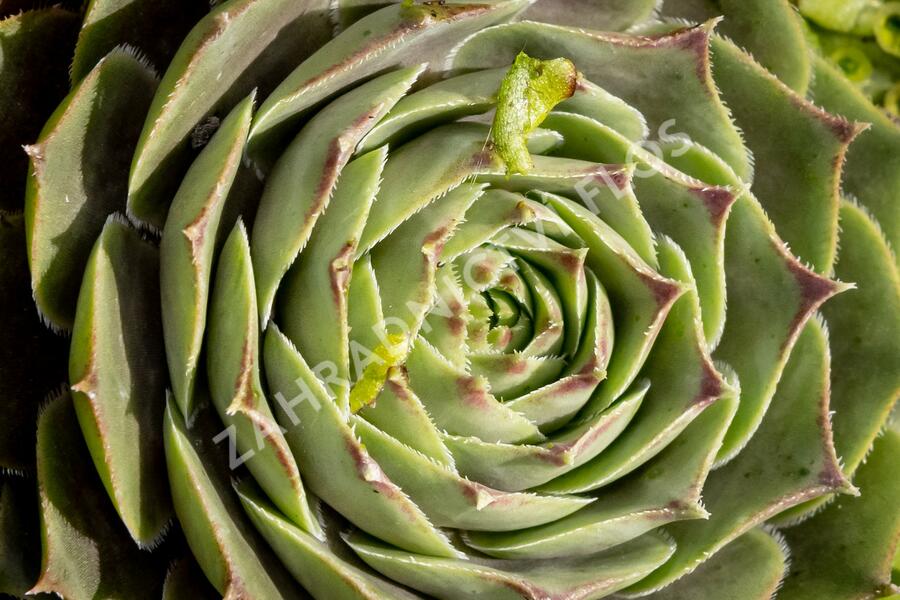 Netřesk 'Feldmaier' - Sempervivum 'Feldmaier'