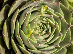 Netřesk 'Feldmaier' - Sempervivum 'Feldmaier'