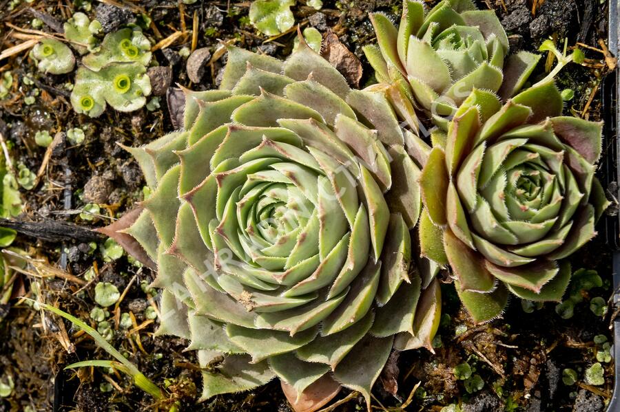 Netřesk 'Feldmaier' - Sempervivum 'Feldmaier'