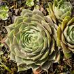 Netřesk 'Feldmaier' - Sempervivum 'Feldmaier'
