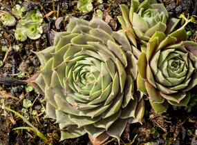 Netřesk 'Feldmaier' - Sempervivum 'Feldmaier'