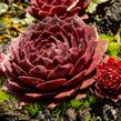 Netřesk 'Granat' - Sempervivum 'Granat'