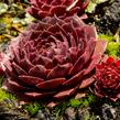 Netřesk 'Granat' - Sempervivum 'Granat'