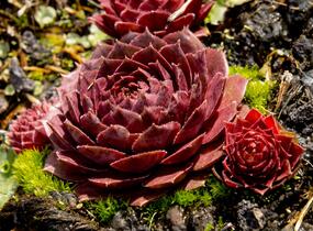 Netřesk 'Granat' - Sempervivum 'Granat'