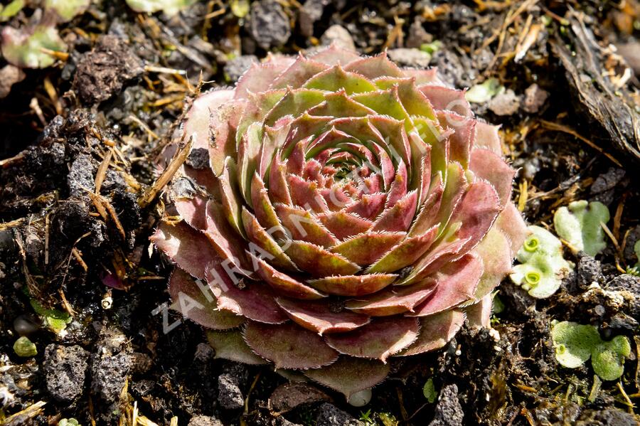 Netřesk 'Granat' - Sempervivum 'Granat'