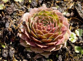 Netřesk 'Granat' - Sempervivum 'Granat'
