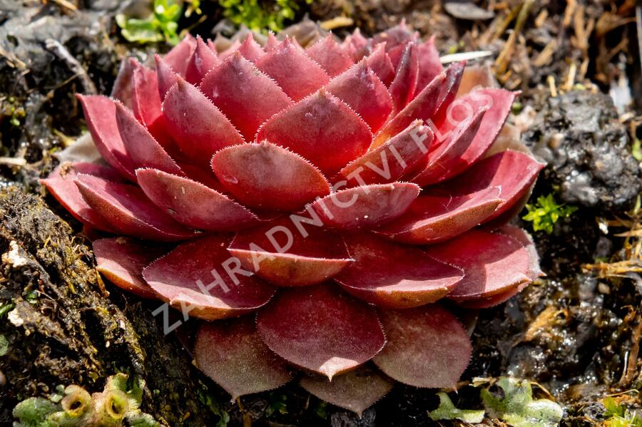 Netřesk 'Granat' - Sempervivum 'Granat'