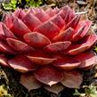 Netřesk 'Granat' - Sempervivum 'Granat'