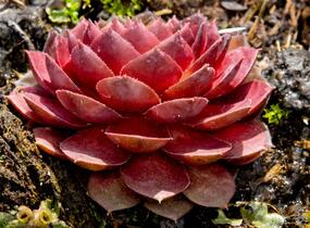 Netřesk 'Granat' - Sempervivum 'Granat'