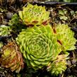 Netřesk 'Godaert' - Sempervivum 'Godaert'