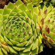 Netřesk 'Godaert' - Sempervivum 'Godaert'