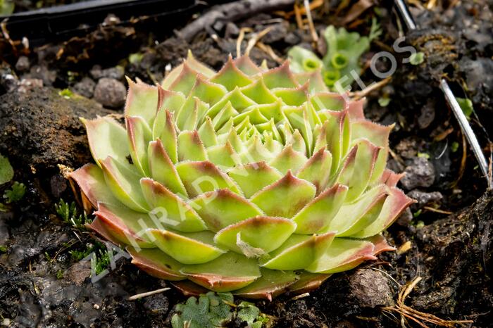 Netřesk 'Gay Kester' - Sempervivum 'Gay Kester'