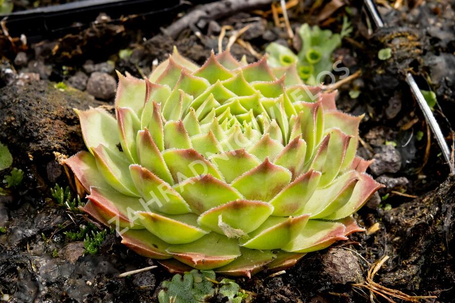 Netřesk 'Gay Kester' - Sempervivum 'Gay Kester'