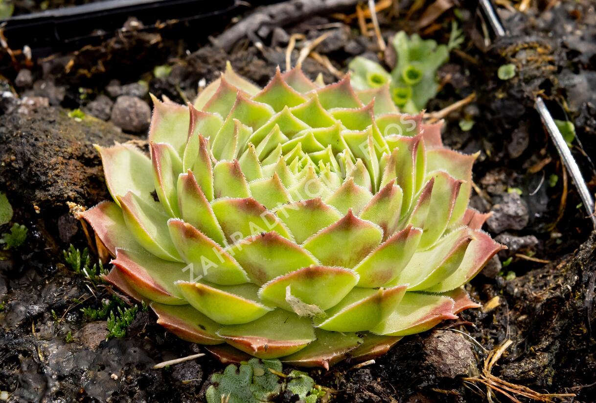 Netřesk 'Gay Kester' - Sempervivum 'Gay Kester'