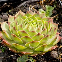 Netřesk 'Gay Kester' - Sempervivum 'Gay Kester'