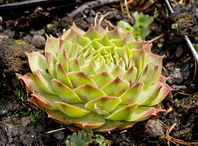 Netřesk 'Gay Kester' - Sempervivum 'Gay Kester'