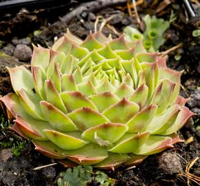 Netřesk 'Gay Kester' - Sempervivum 'Gay Kester'