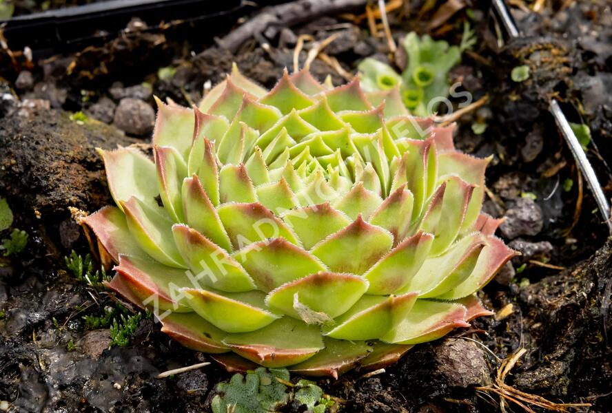 Netřesk 'Gay Kester' - Sempervivum 'Gay Kester'