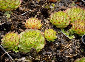 Netřesk 'Gay Kester' - Sempervivum 'Gay Kester'