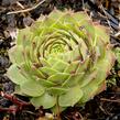 Netřesk 'Gay Kester' - Sempervivum 'Gay Kester'