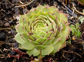 Netřesk 'Gay Kester' - Sempervivum 'Gay Kester'