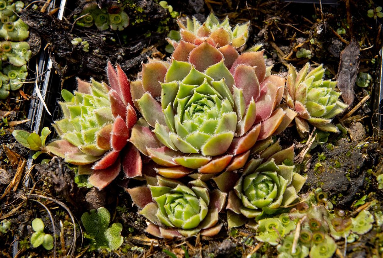 Netřesk 'Irazu' - Sempervivum 'Irazu'