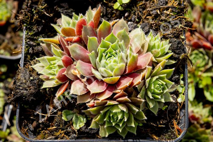 Netřesk 'Irazu' - Sempervivum 'Irazu'