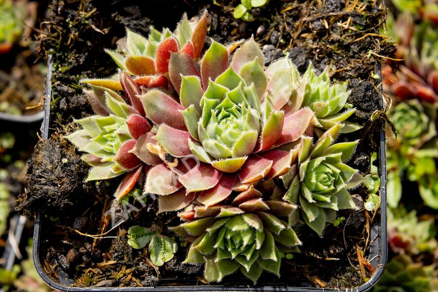 Netřesk 'Irazu' - Sempervivum 'Irazu'