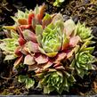 Netřesk 'Irazu' - Sempervivum 'Irazu'