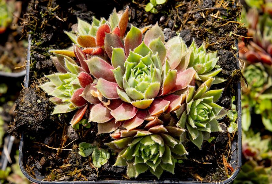 Netřesk 'Irazu' - Sempervivum 'Irazu'