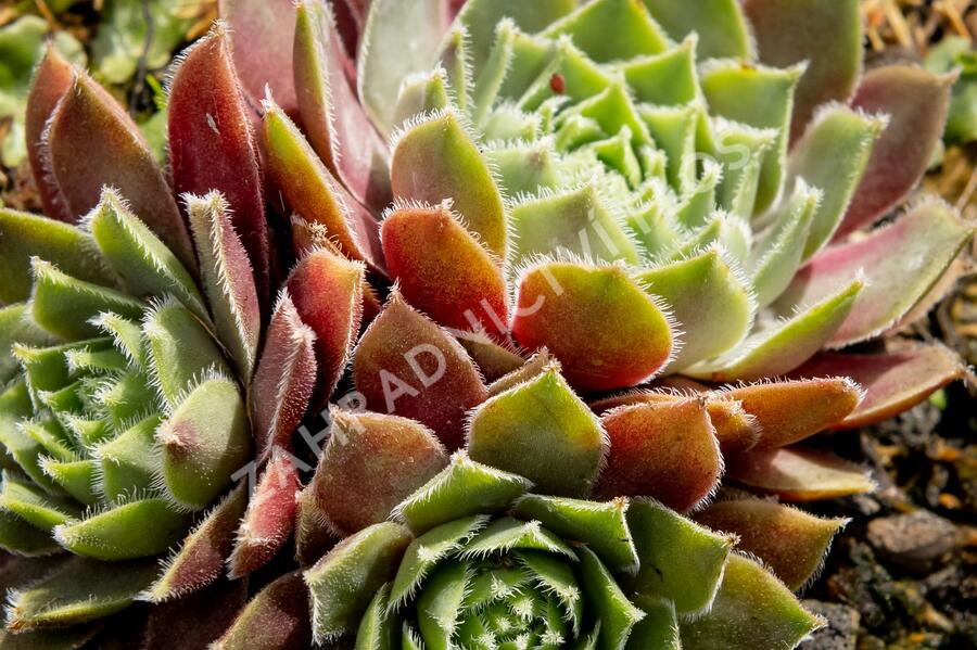 Netřesk 'Irazu' - Sempervivum 'Irazu'