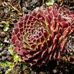 Netřesk 'Jet Stream' - Sempervivum 'Jet Stream'