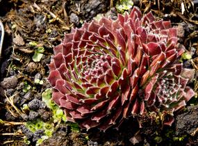 Netřesk 'Jet Stream' - Sempervivum 'Jet Stream'