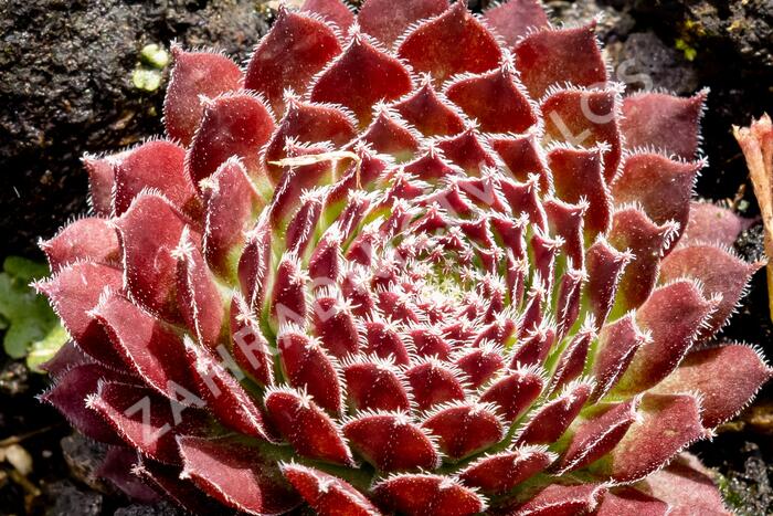 Netřesk 'Jet Stream' - Sempervivum 'Jet Stream'