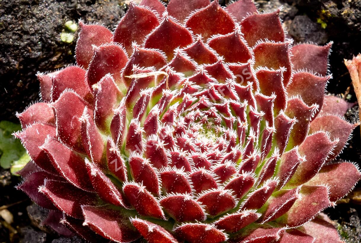 Netřesk 'Jet Stream' - Sempervivum 'Jet Stream'