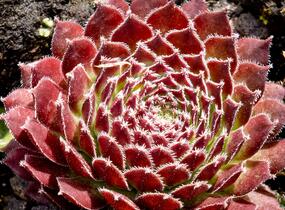 Netřesk 'Jet Stream' - Sempervivum 'Jet Stream'