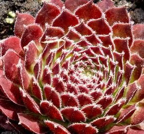 Netřesk 'Jet Stream' - Sempervivum 'Jet Stream'