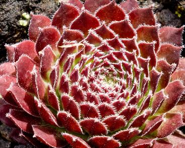 Netřesk 'Jet Stream'