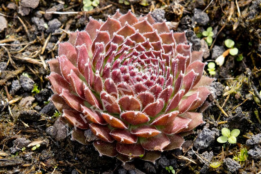 Netřesk 'Jet Stream' - Sempervivum 'Jet Stream'