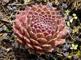 Netřesk 'Jet Stream' - Sempervivum 'Jet Stream'