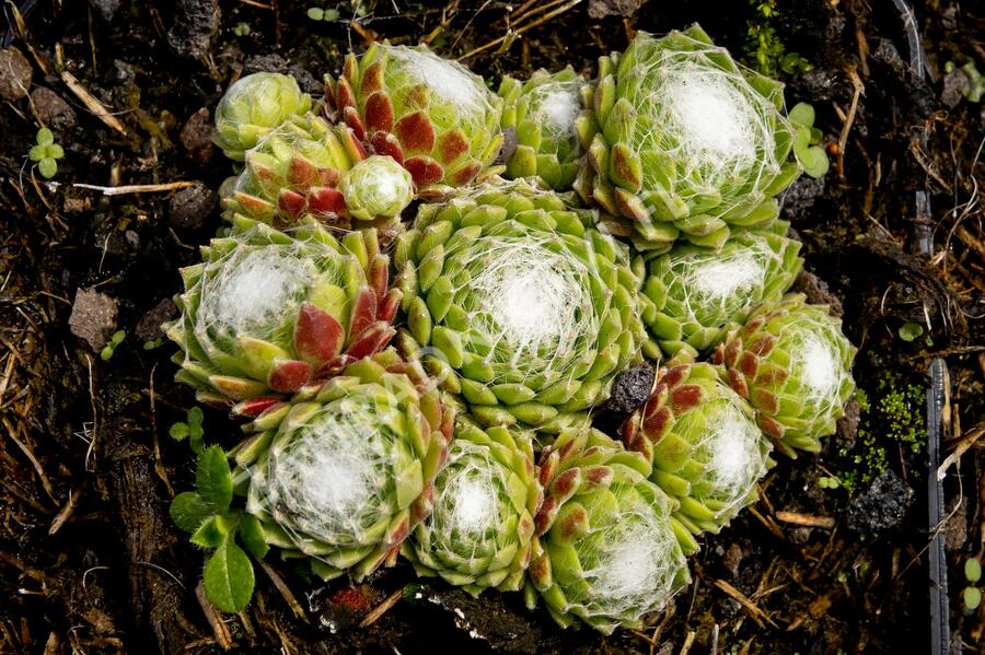 Netřesk 'Jubilee' - Sempervivum 'Jubilee'