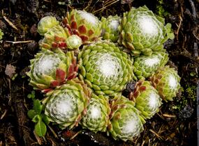 Netřesk 'Jubilee' - Sempervivum 'Jubilee'