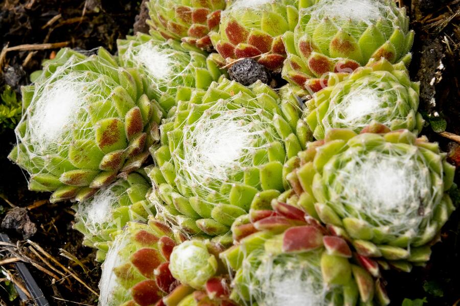 Netřesk 'Jubilee' - Sempervivum 'Jubilee'