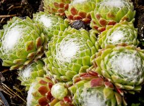 Netřesk 'Jubilee' - Sempervivum 'Jubilee'