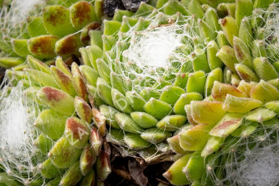 Netřesk 'Jubilee' - Sempervivum 'Jubilee'