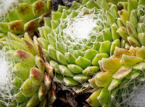 Netřesk 'Jubilee' - Sempervivum 'Jubilee'